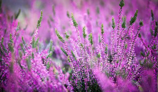 石楠花公鸡图片