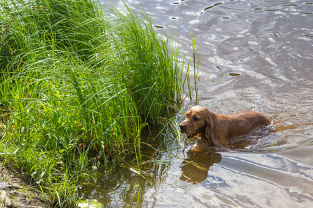 狗在 s 的池塘里养殖英国可卡猎犬游泳