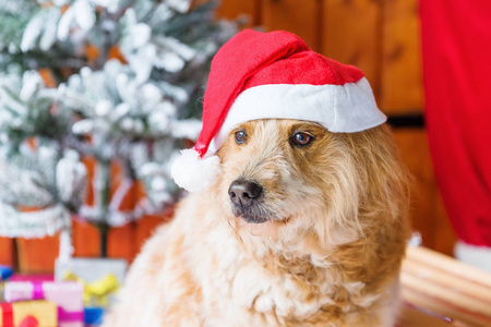 可爱的 elo 狗在圣诞节前装饰