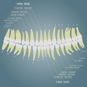 人牙的矢量图像。 所有牙齿的名字。