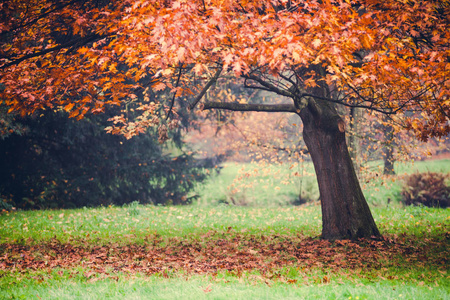 秋天公园, 五颜六色的叶子在树