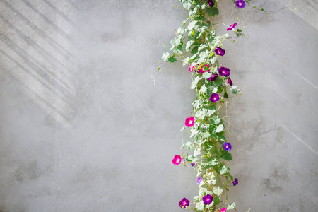 灰墙上有鲜艳花朵的绿色植物