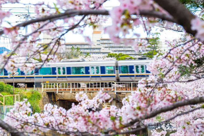 日本东京樱花花前景铁路jr列车