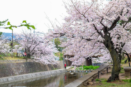 日本江边秋景中的粉红色樱花