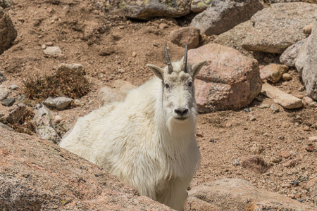 科罗拉多高地的一只山山羊