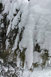 保加利亚索非亚市南部公园积雪覆盖树木的冬季全景图