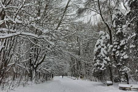 保加利亚索非亚市南部公园积雪覆盖树木的冬季全景图