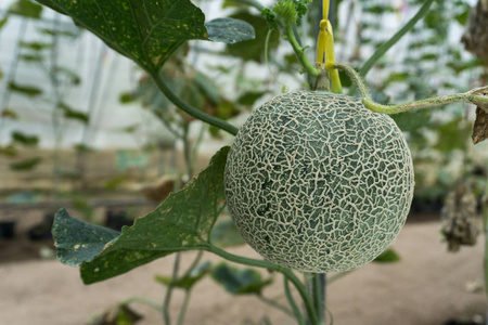 西瓜对树的影响照片