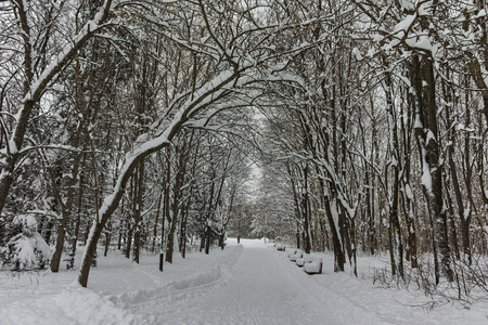 保加利亚索非亚市南部公园积雪覆盖树木的冬季全景图