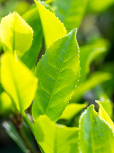 鲜茶生菜种植园图片