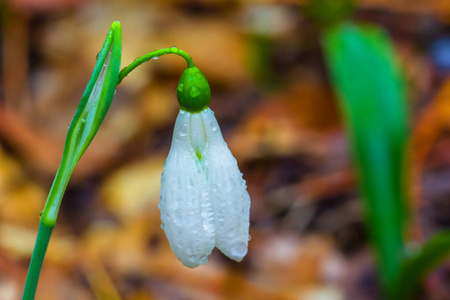 森林里特写白色雪花