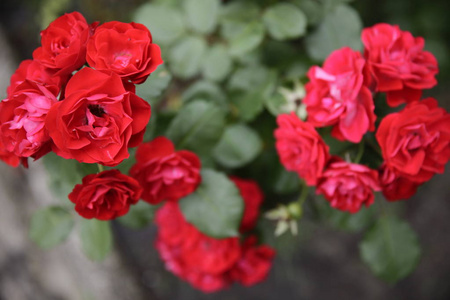 红灌木玫瑰盛开对称