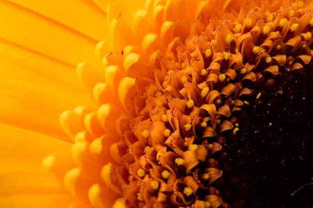 美丽的花中心 gerbera 特写镜头