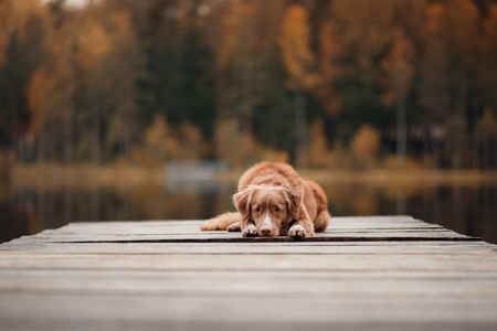 狗新斯科舍省鸭在一个木码头的收费猎犬