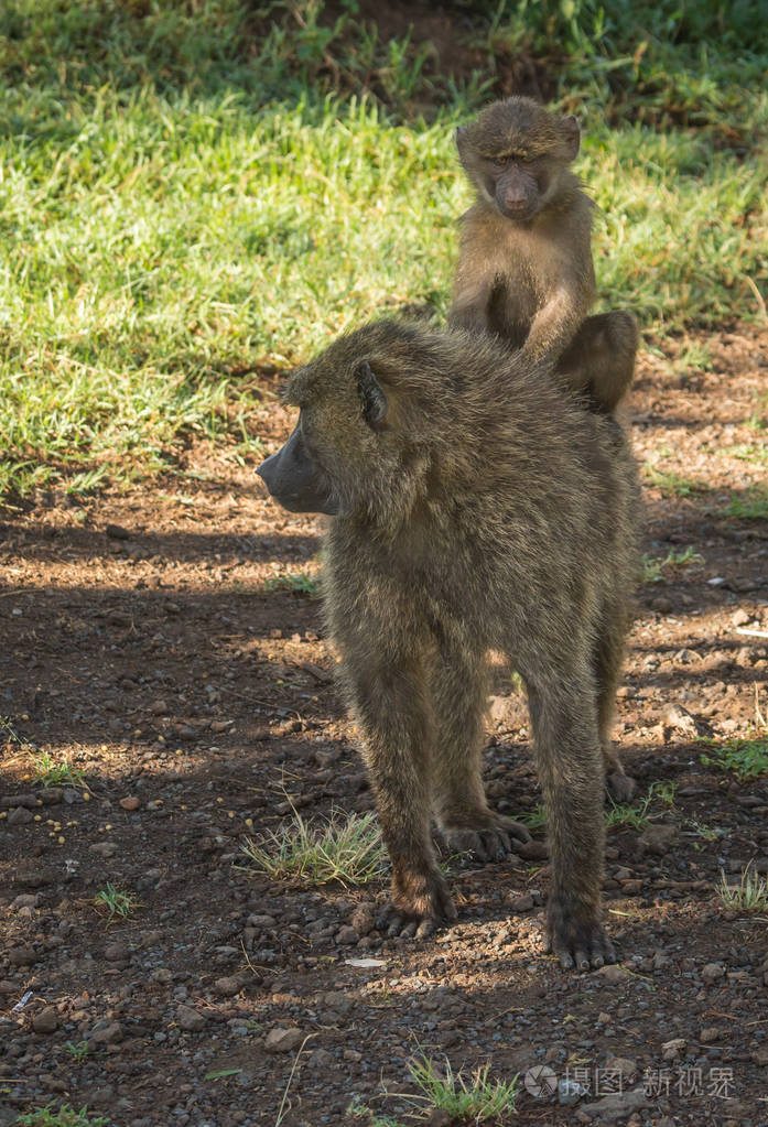 肯尼亚库湖附近的猴狒狒