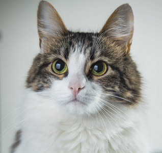 绿眼睛的毛茸茸的白猫和黑背上的白色 backgr照片