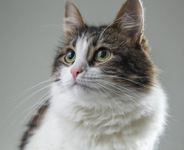 猫黑和白色图片