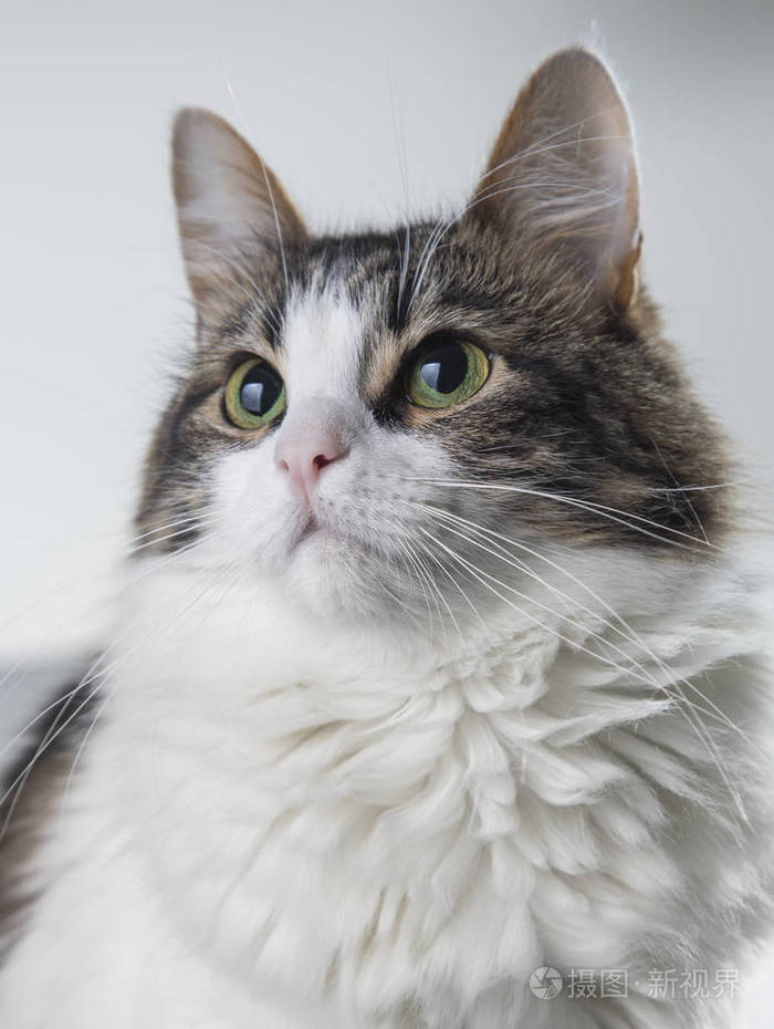 绿眼睛的毛茸茸的白猫和黑背上的白色 backgr