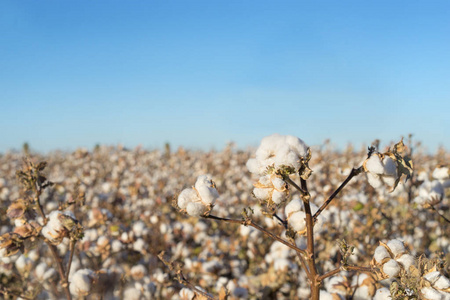 种植棉花图片