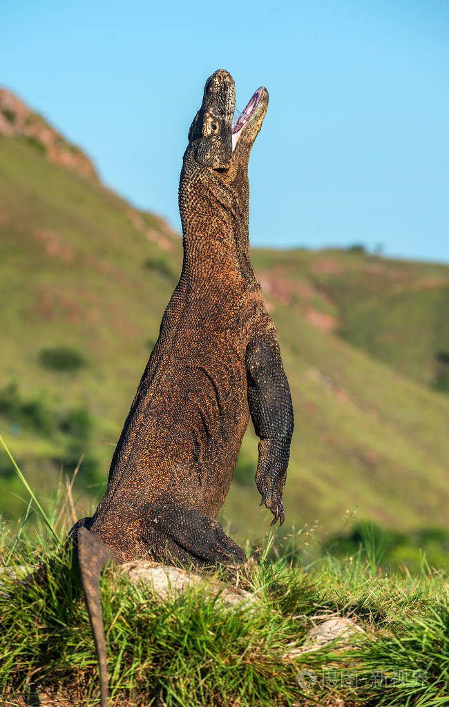 科莫多龙varanuskomodoensis站在它的后腿上张开嘴它是世界上最大的活