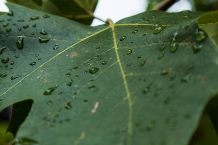 绿叶与雨滴