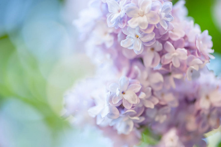 美丽的春天背景与丁香花。 紫罗兰紫丁香的自然背景。 自然季节性花卉背景可作为节日卡片。 文本软焦点的位置。