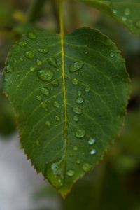 绿叶与雨滴