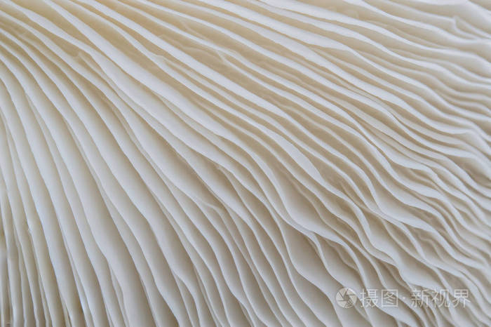 萨约尔卡朱蘑菇植物的抽象自然背景宏。 使用理念设计纹理图案概念自然或壁纸。
