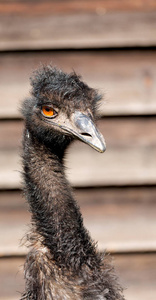 在澳大利亚公园，免费的EMU鸟和背景。