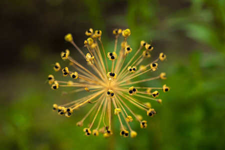 微距拍摄的花朵。自然背景摄影。特写照片