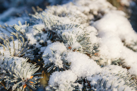 在雪中云杉分支