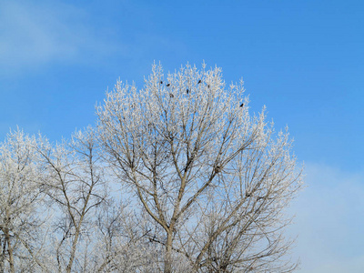 在覆盖着霜的光秃秃的树枝上的乌鸦