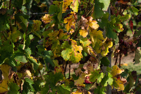 秋天日落在葡萄园附近在圣徒埃米利永与山葡萄