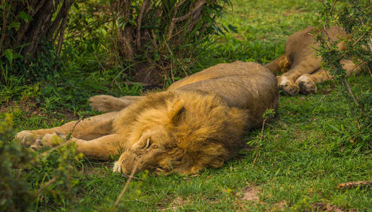 肯尼亚马赛马拉自然保护区狮子王