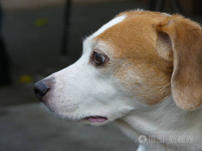 狗头特写肖像猎犬纯种