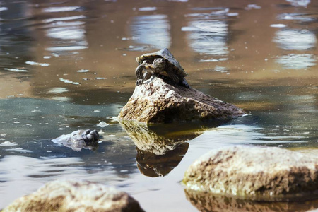 池塘上的淡水海龟