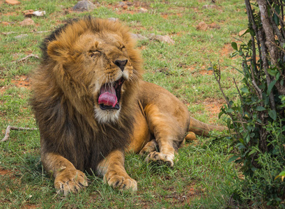 肯尼亚马赛马拉自然保护区的大雄狮