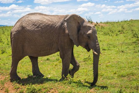 肯尼亚马赛马拉非洲大象