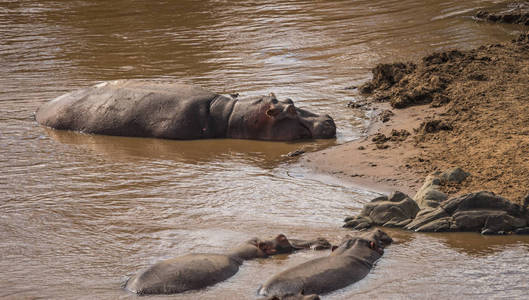 肯尼亚马拉河上的河马