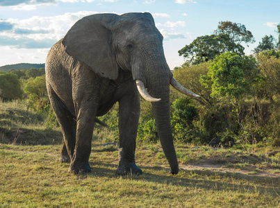 肯尼亚马赛马拉非洲大象