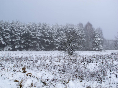 白雪覆盖的树木和田野的看法