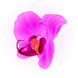 紫色美丽的兰花蝴蝶兰花特写，孤立的复古矢量插图可编辑手绘