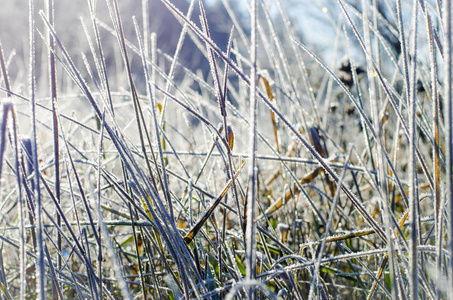 草上的白霜图片