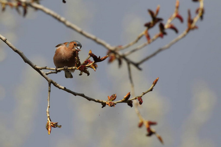 乌克兰的福纳.欧亚的金雀尖刺尖刺吃发疯的向金钟柏树,乌克兰