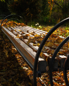 美丽的秋景。长凳上散落着树叶。公园里的长凳。