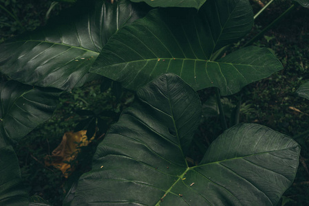 热带叶质地，深绿色叶自然背景..丛林植物叶片模糊背景。自然装饰，绿色抽象纹理和背景为设计师。墙纸的图案。