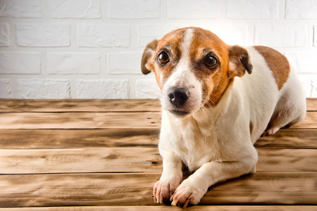 木头小狗一只可爱的狗停在木头表面. 白色背景.照片
