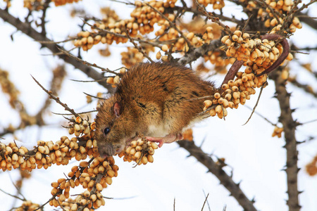 冬天沙棘灰鼠在冬天吃沙棘的浆果照片
