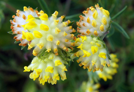 黄花草黄花三叶草照片