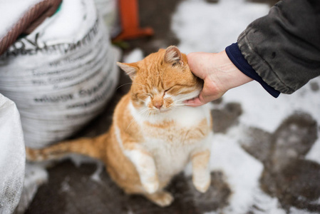 爱抚一只胖胖的姜猫